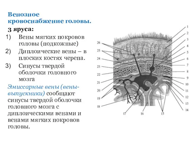 Венозное кровоснабжение головы. 3 яруса: Вены мягких покровов головы (подкожные) Диплоические вены