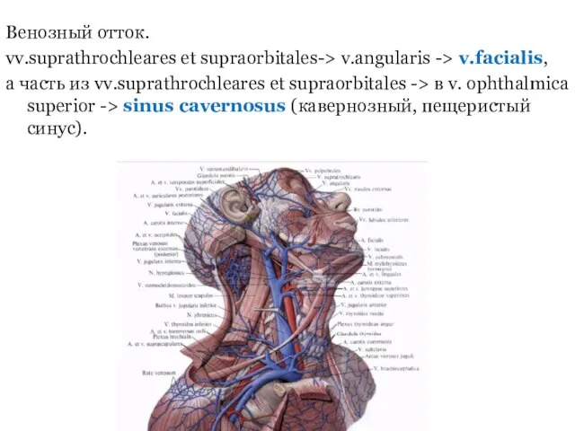 Венозный отток. vv.suprathrochleares et supraorbitales-> v.angularis -> v.facialis, а часть из vv.suprathrochleares