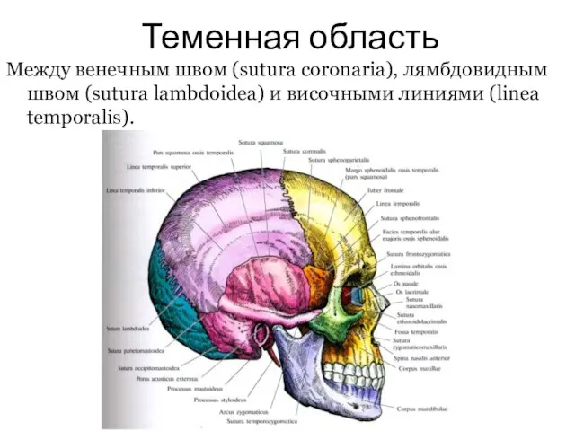 Теменная область Между венечным швом (sutura coronaria), лямбдовидным швом (sutura lambdoidea) и височными линиями (linea temporalis).