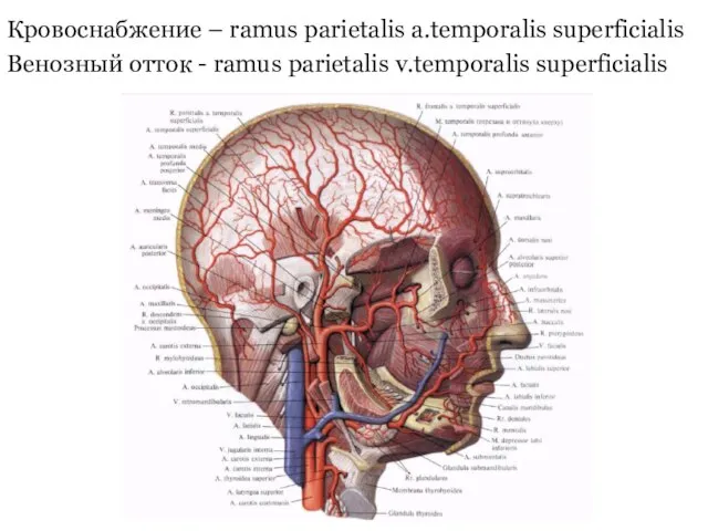 Кровоснабжение – ramus parietalis a.temporalis superficialis Венозный отток - ramus parietalis v.temporalis superficialis