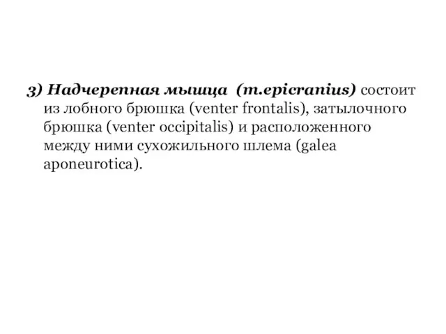 3) Надчерепная мышца (m.epicranius) состоит из лобного брюшка (venter frontalis), затылочного брюшка