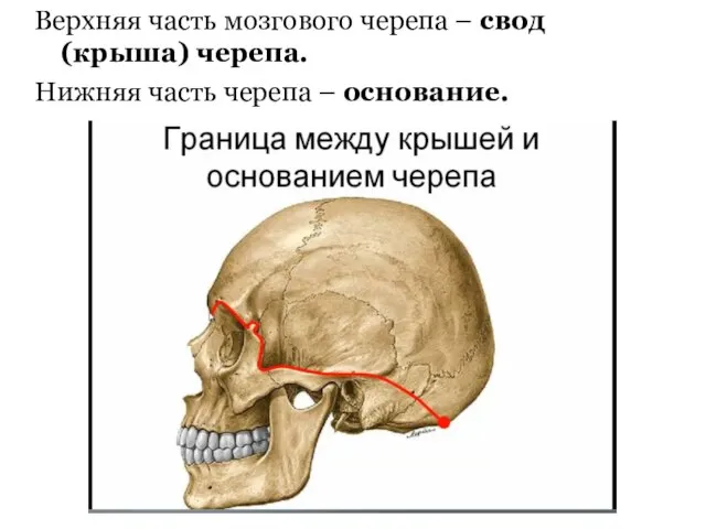 Верхняя часть мозгового черепа – свод (крыша) черепа. Нижняя часть черепа – основание.