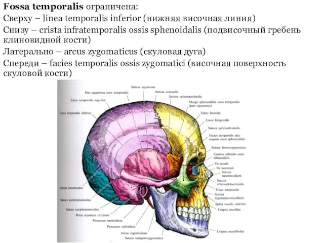 Fossa temporalis ограничена: Сверху – linea temporalis inferior (нижняя височная линия) Снизу