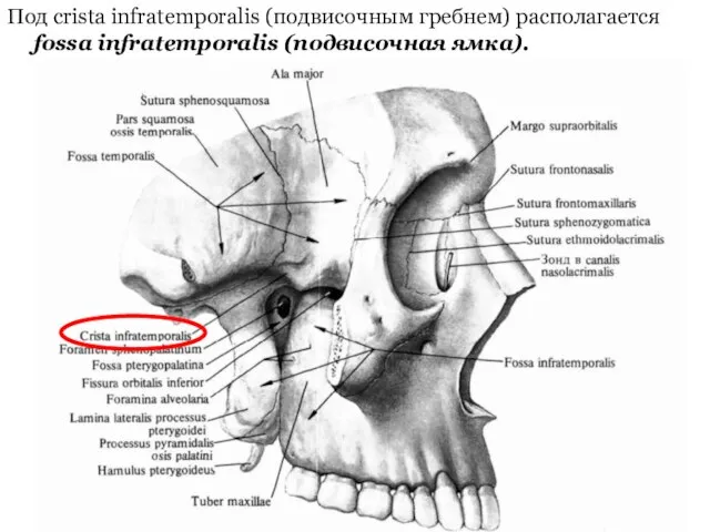 Под crista infratemporalis (подвисочным гребнем) располагается fossa infratemporalis (подвисочная ямка).