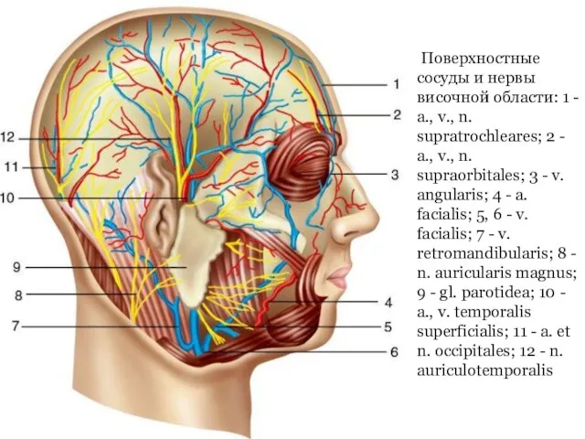 Поверхностные сосуды и нервы височной области: 1 - a., v., n. supratrochleares;