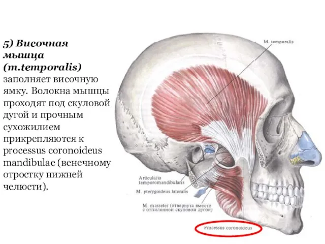 5) Височная мышца (m.temporalis) заполняет височную ямку. Волокна мышцы проходят под скуловой