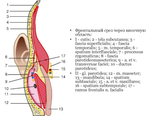 Фронтальный срез через височную область: I - cutis; 2 - tela subcutanea;