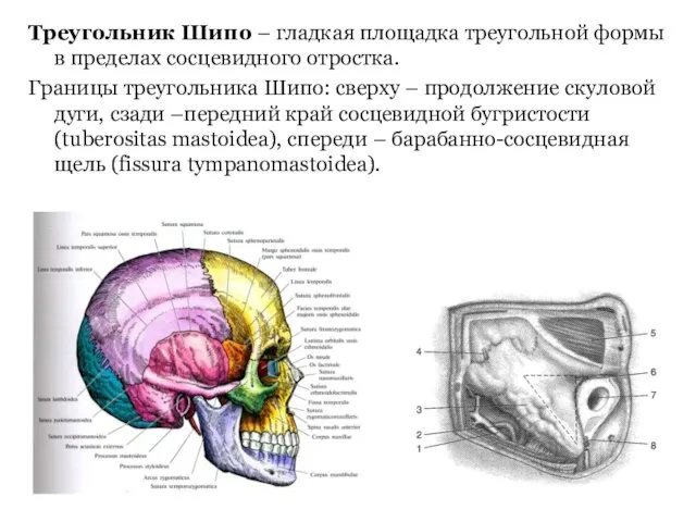 Треугольник Шипо – гладкая площадка треугольной формы в пределах сосцевидного отростка. Границы