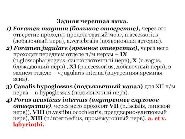 Задняя черепная ямка. 1) Foramen magnum (большое отверстие), через это отверстие проходят