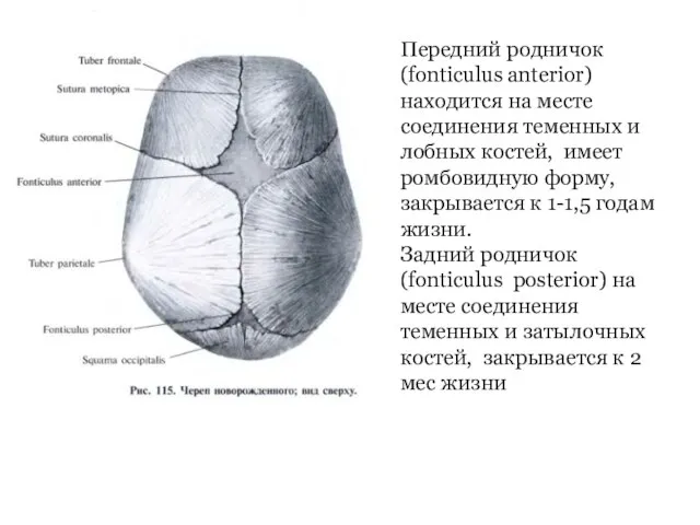 Передний родничок (fonticulus anterior) находится на месте соединения теменных и лобных костей,