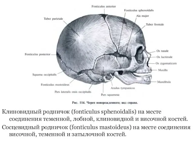 Клиновидный родничок (fonticulus sphenoidalis) на месте соединения теменной, лобной, клиновидной и височной