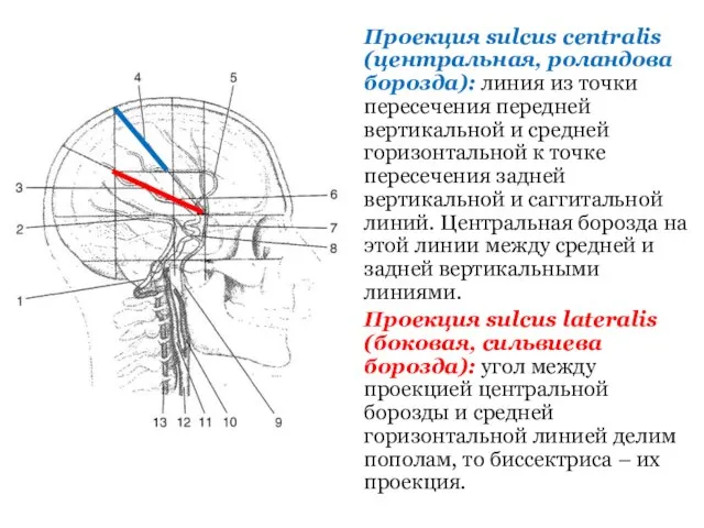 Проекция sulcus centralis (центральная, роландова борозда): линия из точки пересечения передней вертикальной