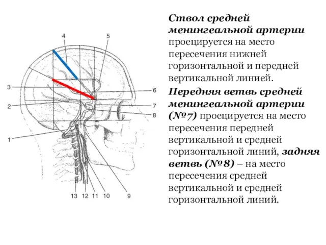 Ствол средней менингеальной артерии проецируется на место пересечения нижней горизонтальной и передней