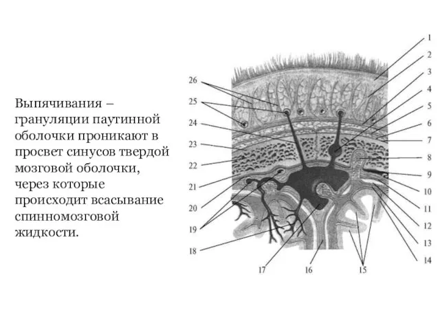 Выпячивания – грануляции паутинной оболочки проникают в просвет синусов твердой мозговой оболочки,