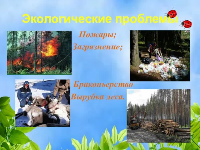 Экологические проблемы Пожары; Загрязнение; Браконьерство Вырубка леса.