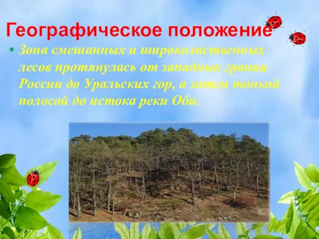 Географическое положение Зона смешанных и широколиственных лесов протянулась от западных границ России