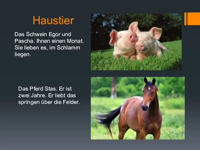 Haustier Das Schwein Egor und Pascha. Ihnen einen Monat. Sie lieben es,