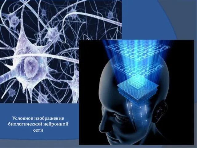 Условное изображение биологической нейронной сети