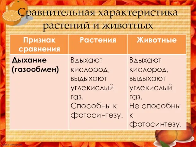 Сравнительная характеристика растений и животных