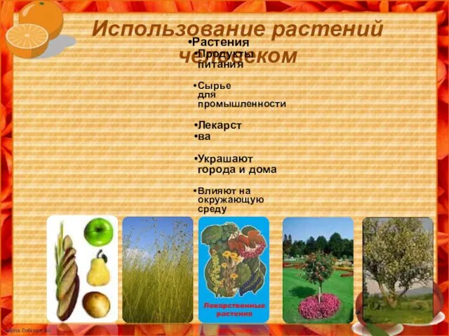 Использование растений человеком Растения Продукты питания Сырье для промышленности Лекарст ва Украшают