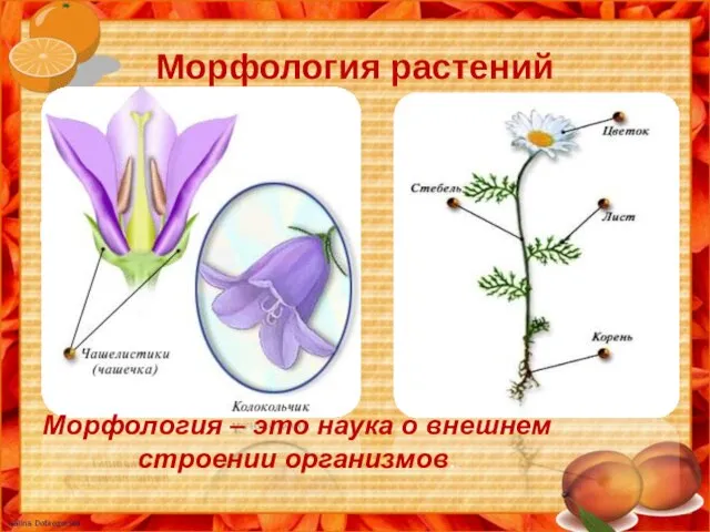 Морфология растений М Морфология – это наука о внешнем строении организмов.