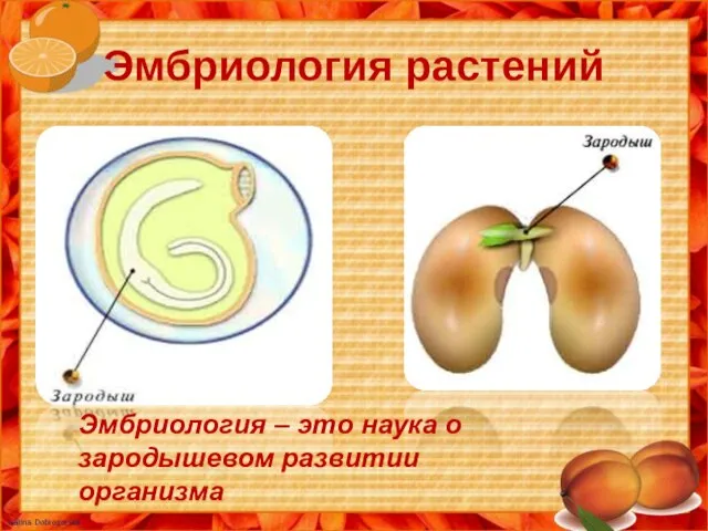 Эмбриология растений Эмбриология – это наука о зародышевом развитии организма