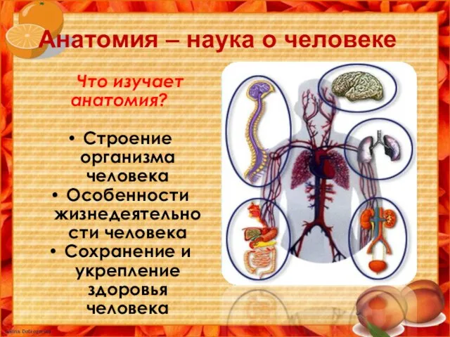 Анатомия – наука о человеке Что изучает анатомия? Строение организма человека Особенности