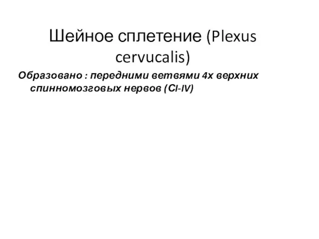 Шейное сплетение (Plexus cervucalis) Образовано : передними ветвями 4х верхних спинномозговых нервов (СI-IV)