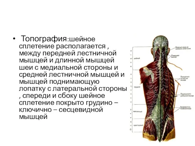 Топография:шейное сплетение располагается , между передней лестничной мышцей и длинной мышцей шеи