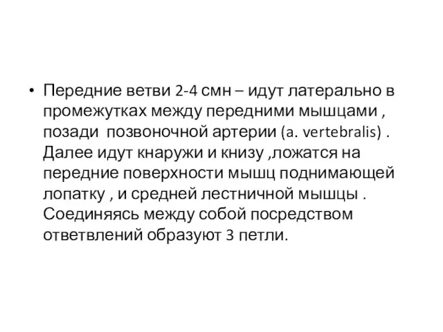 Передние ветви 2-4 смн – идут латерально в промежутках между передними мышцами