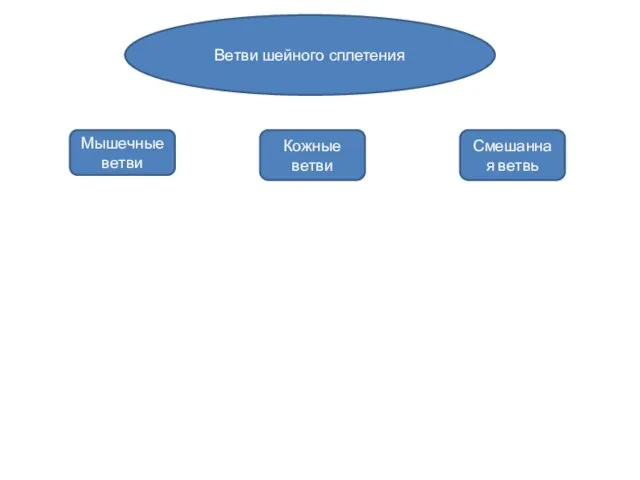 Ветви шейного сплетения Мышечные ветви Кожные ветви Смешанная ветвь