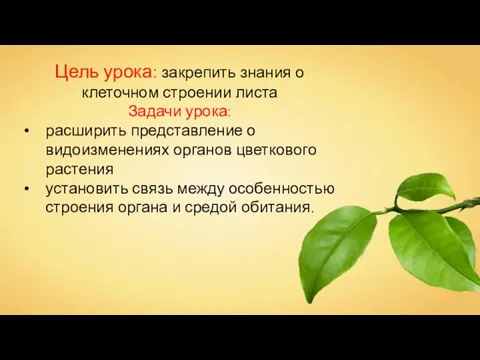 Цель урока: закрепить знания о клеточном строении листа Задачи урока: расширить представление