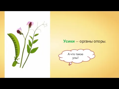 Усики — органы опоры. А что такое усы?