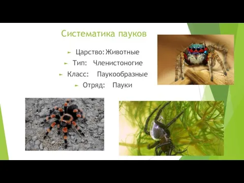 Систематика пауков Царство: Животные Тип: Членистоногие Класс: Паукообразные Отряд: Пауки