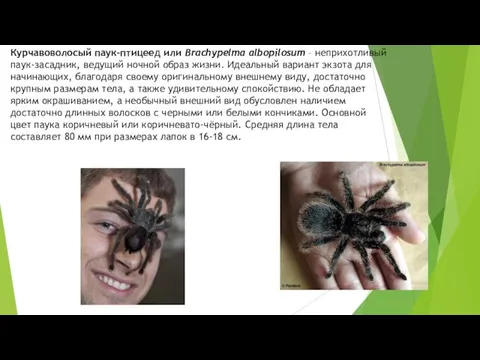 Курчавоволосый паук-птицеед или Вrасhyреlmа аlbорilоsum – неприхотливый паук-засадник, ведущий ночной образ жизни.