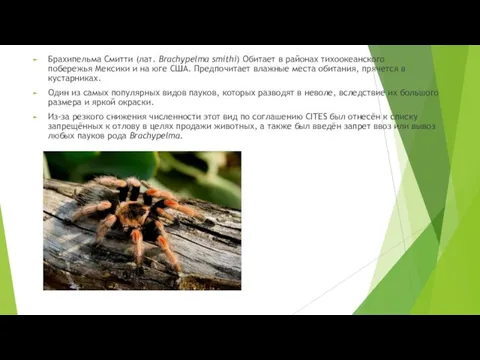 Брахипельма Смитти (лат. Brachypelma smithi) Обитает в районах тихоокеанского побережья Мексики и