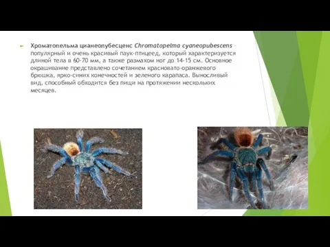 Хроматопельма цианеопубесценс Сhrоmаtореlmа сyanеорubеsсеns – популярный и очень красивый паук-птицеед, который характеризуется