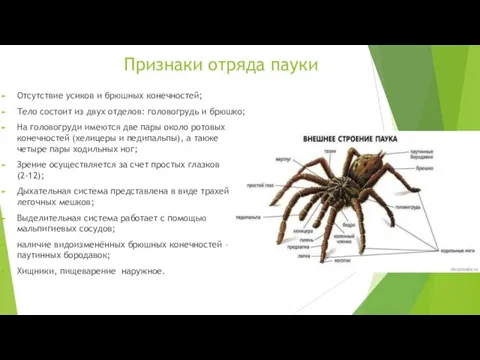 Признаки отряда пауки Отсутствие усиков и брюшных конечностей; Тело состоит из двух