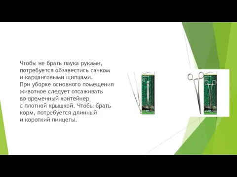 Чтобы не брать паука руками, потребуется обзавестись сачком и карцанговыми щипцами. При