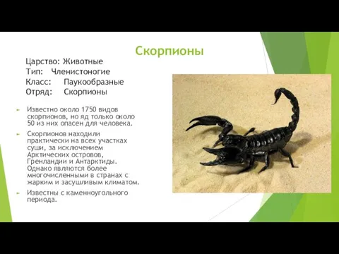 Скорпионы Известно около 1750 видов скорпионов, но яд только около 50 из