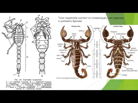 Тело скорпиона состоит из головогруди, или просомы и длинного брюшка