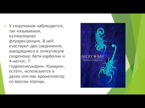 У скорпионов наблюдается, так называемая, кутикулярная флуоресценция. В ней участвуют два соединения,