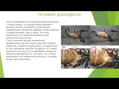 Половой диморфизм Самки императорских скорпионов обычно крупнее и толще самцов, а у