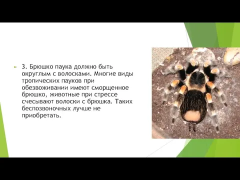 3. Брюшко паука должно быть округлым с волосками. Многие виды тропических пауков