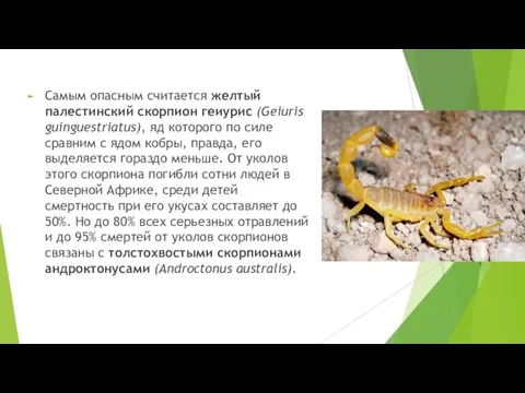Самым опасным считается желтый палестинский скорпион геиурис (Geiuris guinguestriatus), яд которого по
