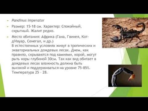 Pandinus imperator Размер: 15-18 см. Характер: Спокойный, скрытный. Жалит редко. Место обитания: