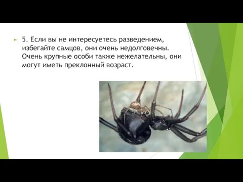 5. Если вы не интересуетесь разведением, избегайте самцов, они очень недолговечны. Очень