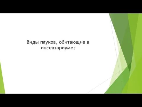 Виды пауков, обитающие в инсектариуме: