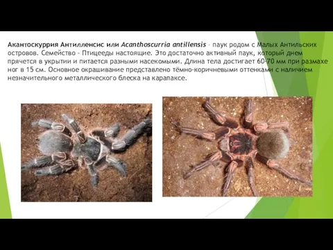 Акантоскуррия Антилленсис или Асаnthоsсurriа аntillеnsis – паук родом с Малых Антильских островов.