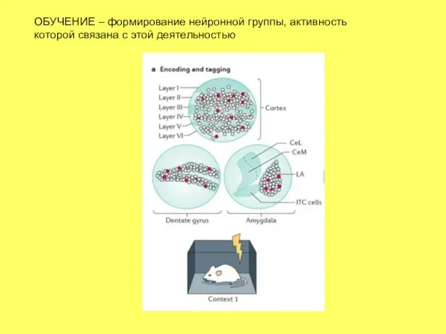 ОБУЧЕНИЕ – формирование нейронной группы, активность которой связана с этой деятельностью